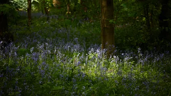 Bluebells light.jpg